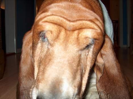 Basset hound Ibrahim DØD - Hvad er dog det der blitzer sådan?.... Hmm billede 1