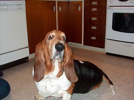 Basset hound Ibrahim DØD - Er jeg ikke bare dejlig?.... billede 2