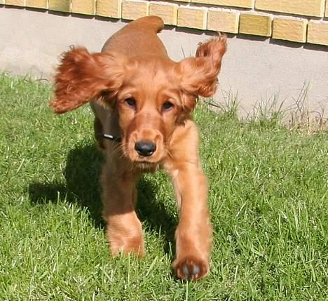Cocker spaniel Luna <33 - Woow , Fart over feltet , det mangler bare lige at hun falder i ørene (: billede 1