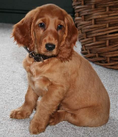 Cocker spaniel Luna <33 - Kan kun beskrives mes ét ord: KÆR ! billede 2