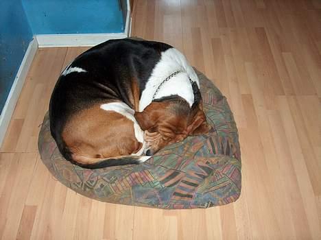 Basset hound Ibrahim DØD - Hans elskede sækkestol billede 3