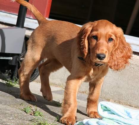 Cocker spaniel Luna <33 - Luna ude og kigge på verden omkring sig :D billede 3