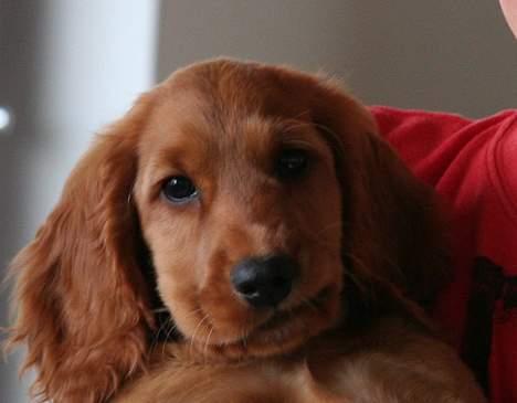 Cocker spaniel Luna <33 - Lille luna nyder skam livet ! billede 4