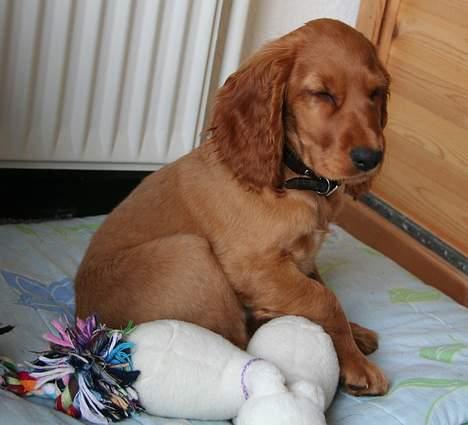 Cocker spaniel Luna <33 - " Gud , hvor blev jeg bare træt " ! billede 5