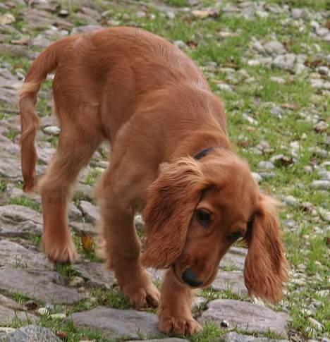 Cocker spaniel Luna <33 - " Sten ? Hva nu det for noget ? "  billede 6