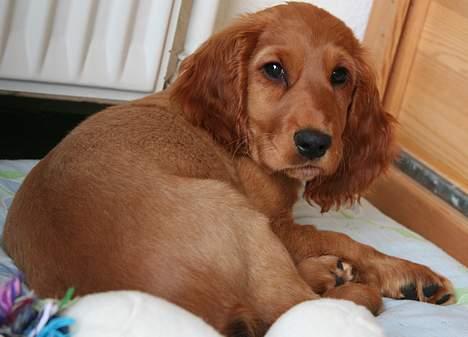 Cocker spaniel Luna <33 - Hvad ? , Hva skal jeg nu ? billede 7