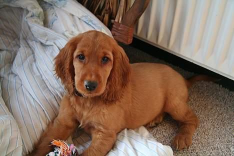 Cocker spaniel Luna <33 - Min egen lille Luna . billede 8