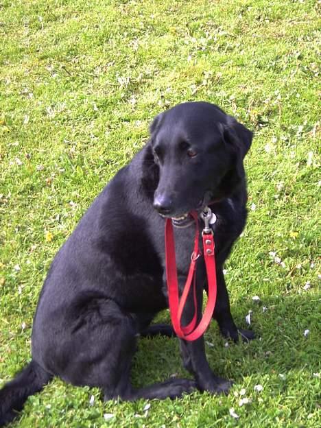 Labrador retriever Sofus R.I.P - © Loús Foto billede 7