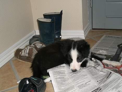 Border collie Freja - 23/11 2005 billede 2