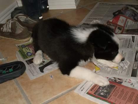 Border collie Freja - 23/11 2005 billede 3