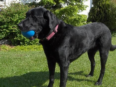 Labrador retriever Sofus R.I.P - © Loús Foto billede 8
