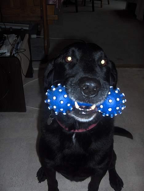 Labrador retriever Sofus R.I.P - Så stoldt af sin ny "port" © Loús Foto billede 9