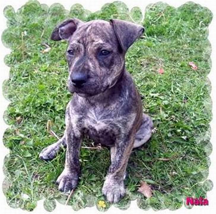 Amerikansk staffordshire terrier ¤ Nala ¤ (7Soveren) - Nala på udkig! billede 1