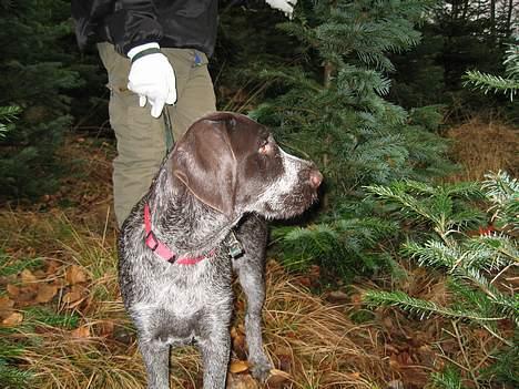 Ruhåret hønsehund <33Fie<33 billede 4