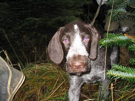 Ruhåret hønsehund <33Fie<33 billede 5