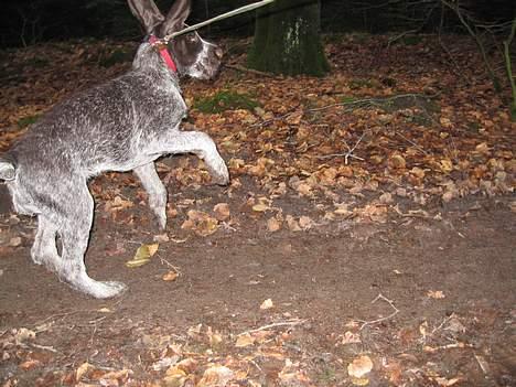 Ruhåret hønsehund <33Fie<33 billede 7