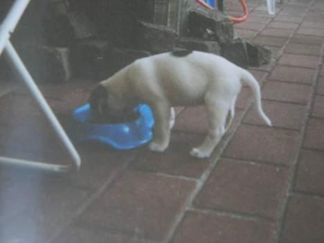 Blanding af racer !....Dolly....­­!­­ - man har jo brug for noget mad når man er hvalp...! jeg er så nusser som hvalp hihi... ( 9 uger)  billede 13