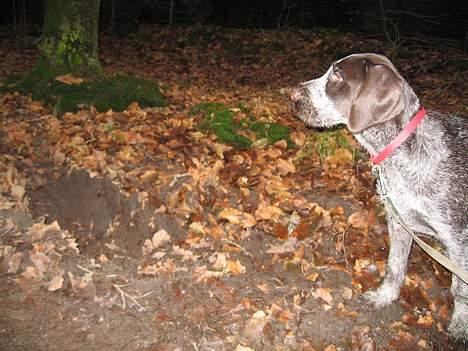 Ruhåret hønsehund <33Fie<33 billede 8