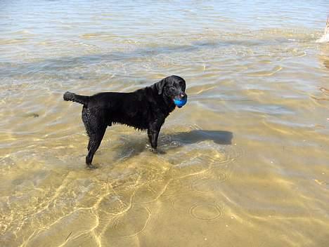 Labrador retriever Sofus R.I.P - © Loús Foto billede 10