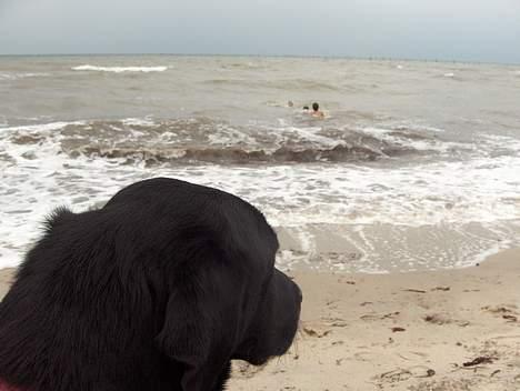 Labrador retriever Sofus R.I.P - © Loús Foto billede 11