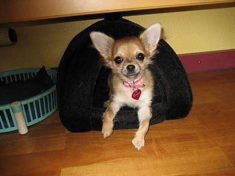 Chihuahua Salsa*Pequeno dreamgirl *(himmelhund) - whats up!! billede 4