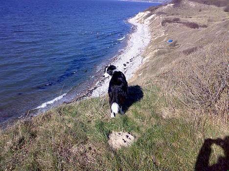 Border collie Ronja - Kom nu mor så tager vi skrænten sammen! 2 sek. efter stod hun nede ved vandet.. billede 17