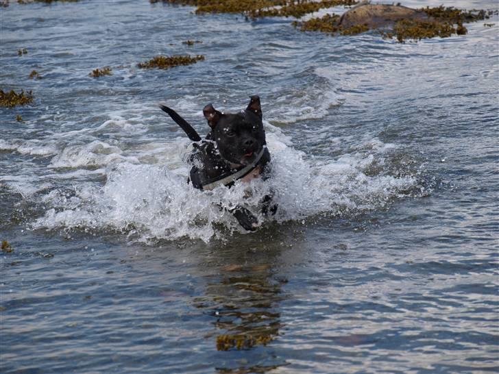 Staffordshire bull terrier Nala - vandhund - dét mig :D billede 10