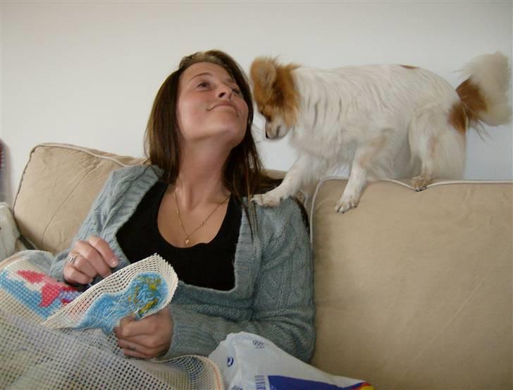 Papillon Luna - Jeg æælsker min tante.. billede 18