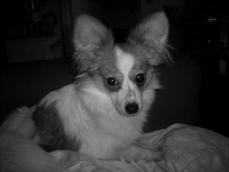 Papillon Luna - Ihh, min mor tager hele tiden billeder. Jeg er dygtig til at posere.. billede 19