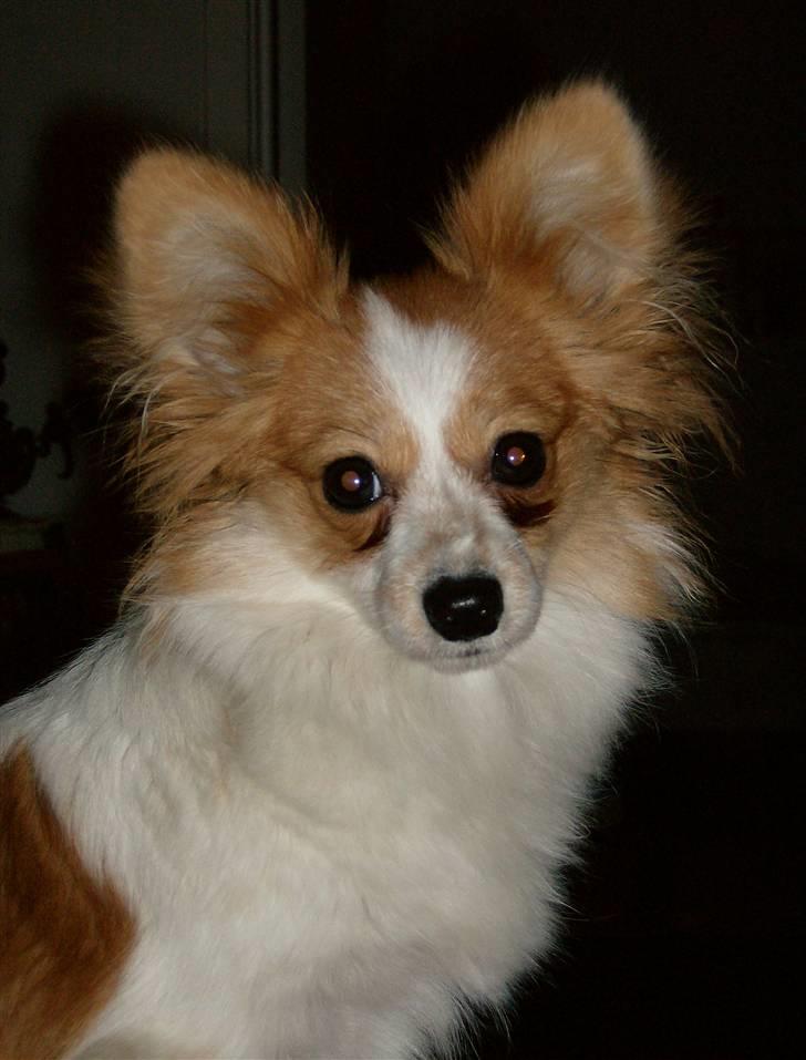 Papillon Luna - Min mor siger at jeg er såå fin.. billede 20