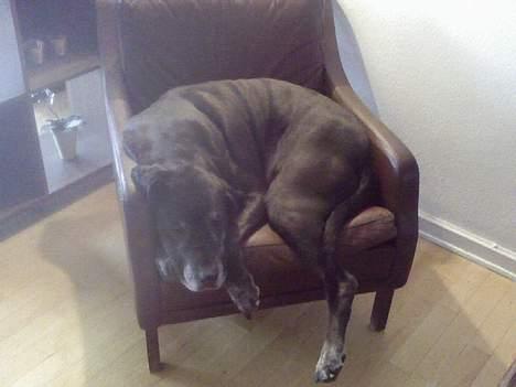 Blanding af racer Freya billede 7