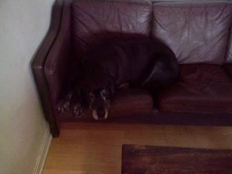 Blanding af racer Freya billede 8