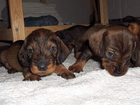 Gravhund SØNDERSKOVEN`S E-KULD - 4 uger billede 8