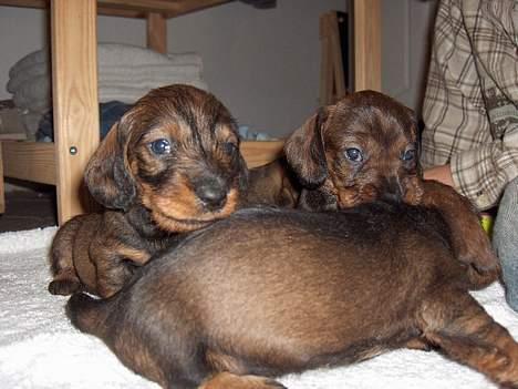 Gravhund SØNDERSKOVEN`S E-KULD - 4 uger billede 10