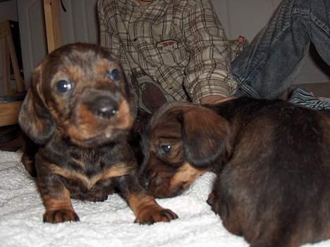 Gravhund SØNDERSKOVEN`S E-KULD - 4 uger billede 11