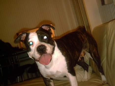 Amerikansk staffordshire terrier fubi billede 8