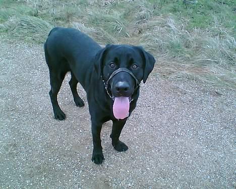 Blanding af racer Thor - en tur i december måned, det er IKKE en mundkurv som han har på, bare så han ikke trækker :) billede 6