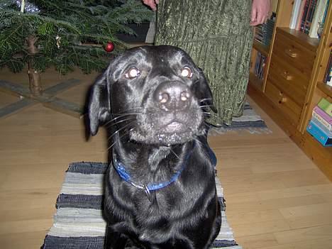 Blanding af racer Thor - juleaften 2005 . lige inden han skulle til at gø :D billede 7