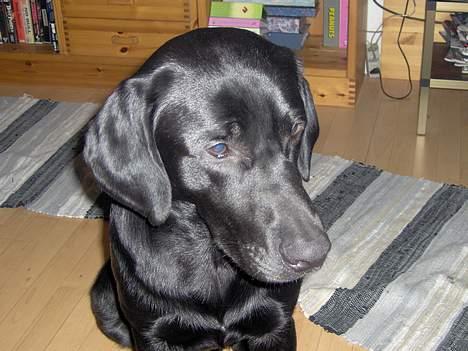 Blanding af racer Thor - fået øje på morfar i sofaen med en gidbid :b billede 8