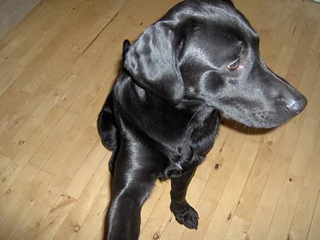 Blanding af racer Thor - ja ja, jeg giver pote, men er ikke fotogén :D billede 9