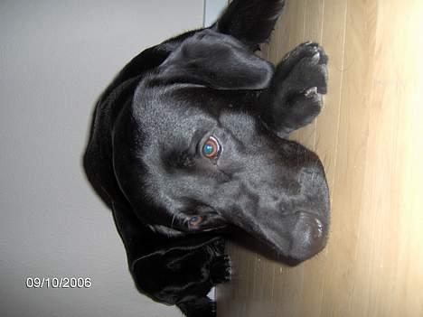 Blanding af racer Thor - jeg keder mig :/ . hvor er mine søstre? billede 10