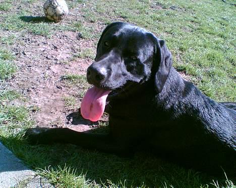 Blanding af racer Thor - på en dejlig  sommer dag i haven :D  billede 11