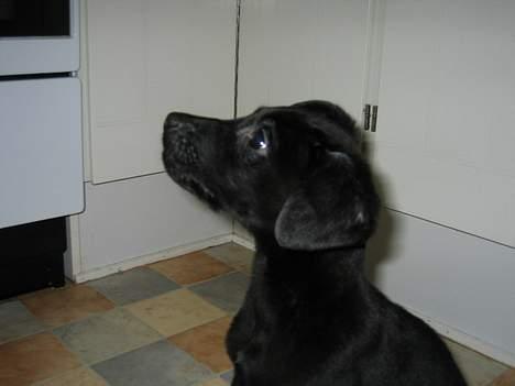 Blanding af racer Thor - første dag hjemme:) billede 12