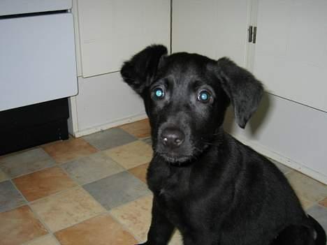 Blanding af racer Thor - helt lille :D billede 13