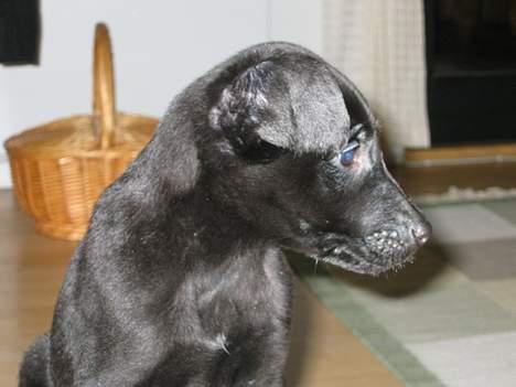 Blanding af racer Thor - Ej far, jeg vil ikke have tage billed! billede 14