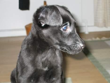 Blanding af racer Thor - hvor mon min mor er henne? billede 15