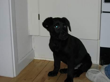 Blanding af racer Thor - jeg er trængt op i en krog billede 16