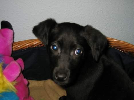 Blanding af racer Thor - se min flotte kurv med bamse :D billede 17