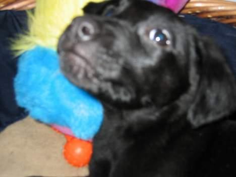 Blanding af racer Thor - jeg er træt, må jeg sove?? billede 18