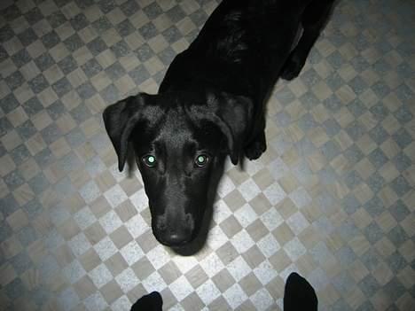 Blanding af racer Thor - Heeej :D du er godt nok høj billede 19